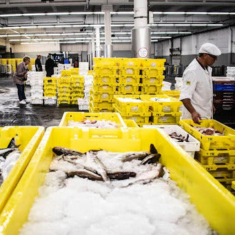 What Is Sustainable Fishing