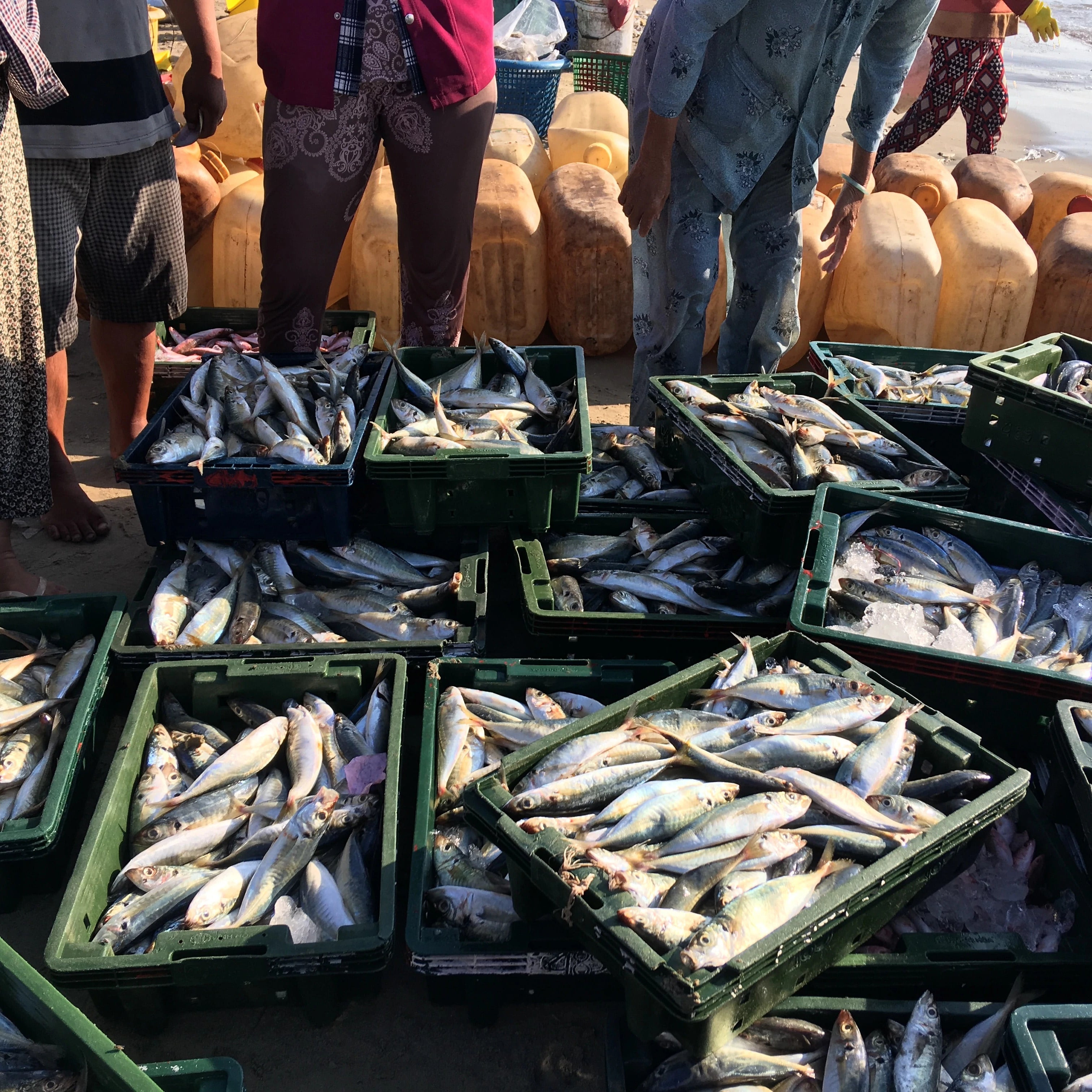 sustainable seafood