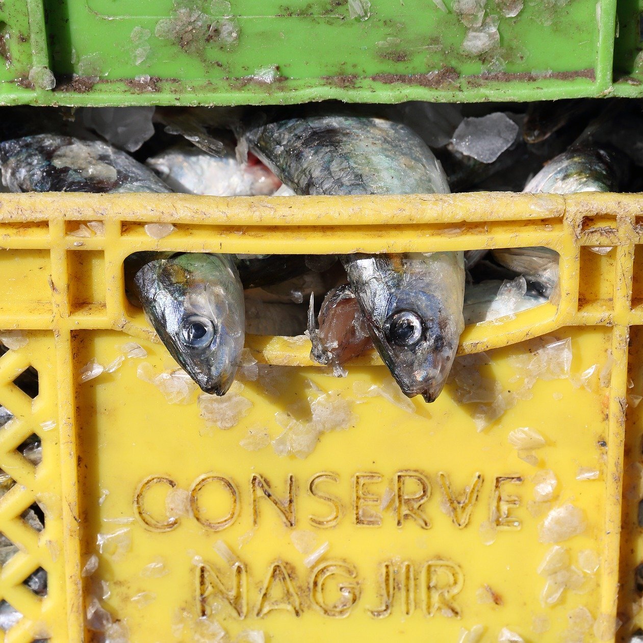 environmental & health benefits of sardines