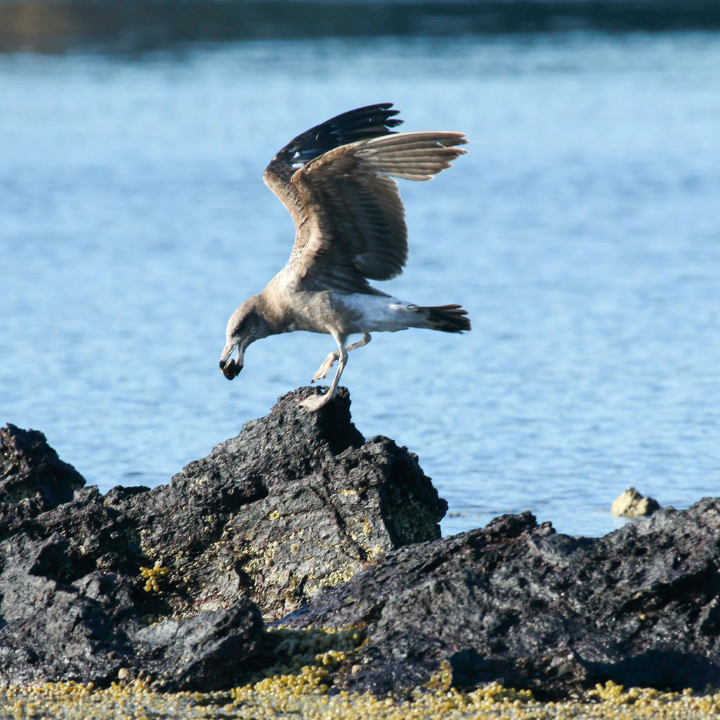 What Do Sardines Eat? And What Eats Sardines? A Lesson in Food Chains