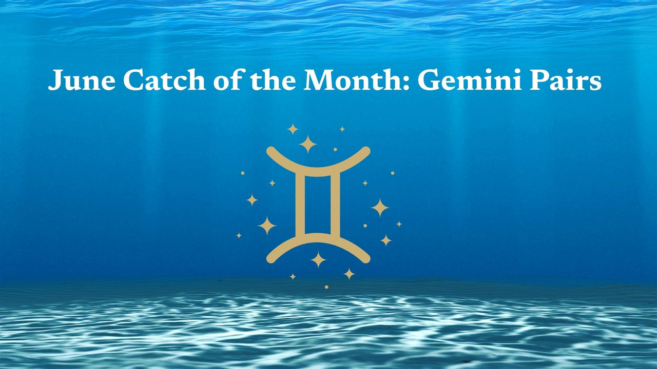 Catch of the Month June 2026: Gemini Pairs ♊ ✨